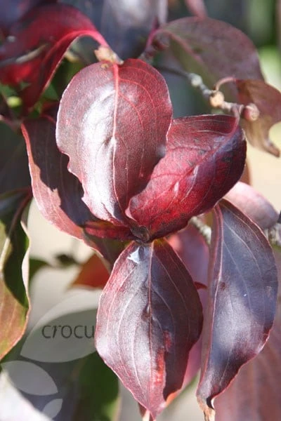 Cornus Kousa Var. Chinensis - Image 3