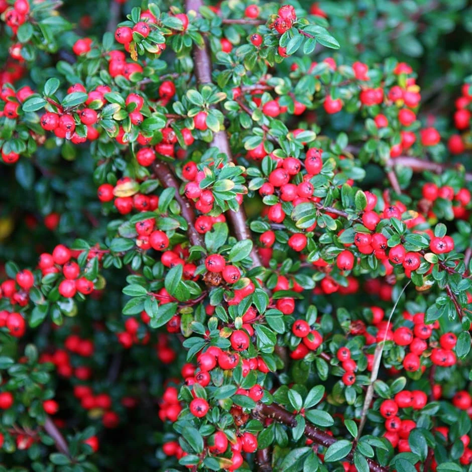 Cotoneaster Horizontalis