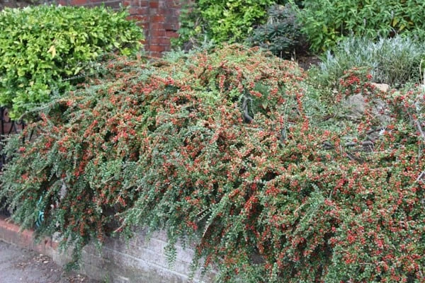 Cotoneaster Horizontalis - Image 2
