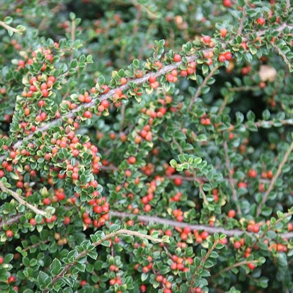 Cotoneaster Horizontalis - Image 3