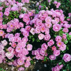 Rosa Surrey ('Korlanum')