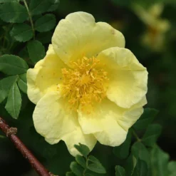 Rosa Xanthina 'Canary Bird'