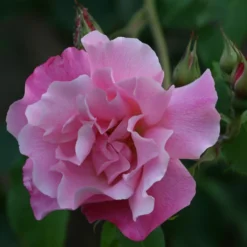 Rosa 'Madame Grégoire Staechelin'
