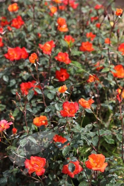 Rosa Warm Welcome ('Chewizz') (PBR) - Image 2