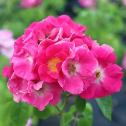 Rosa 'American Pillar'