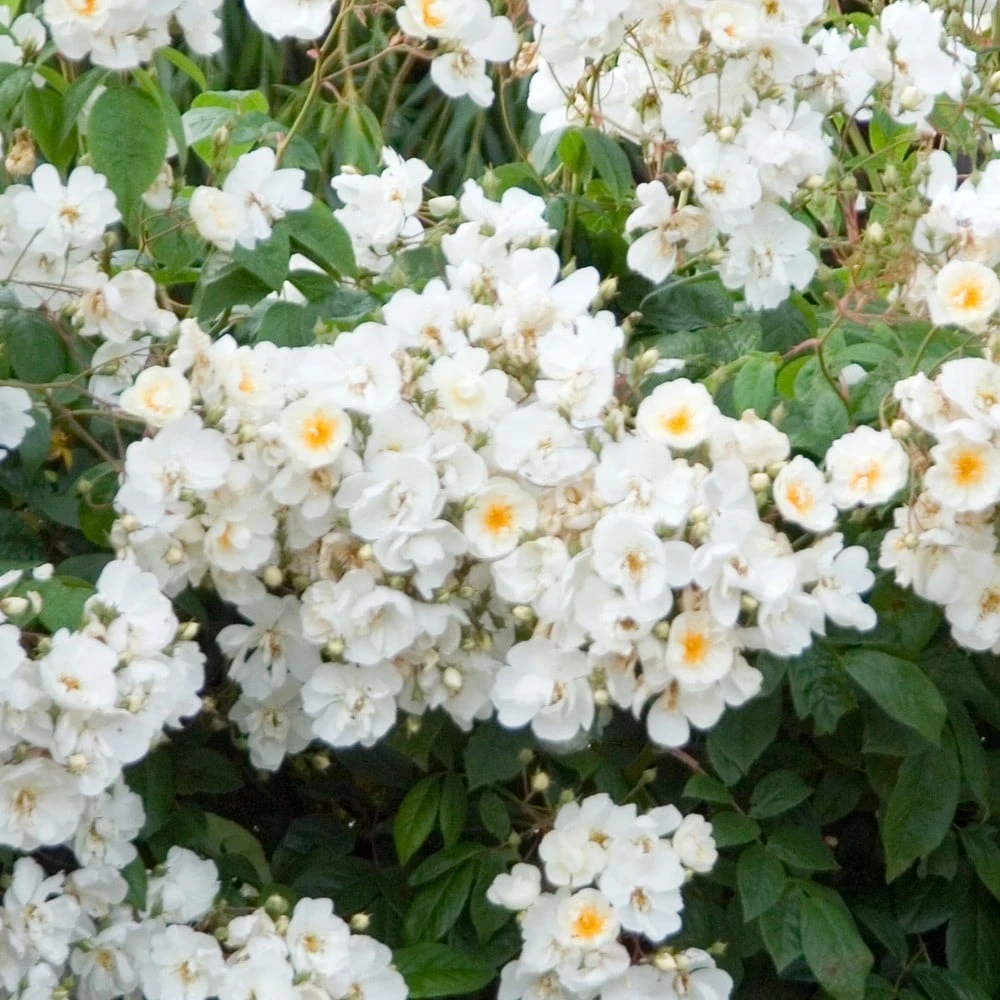 Rosa 'Wedding Day' - Image 2