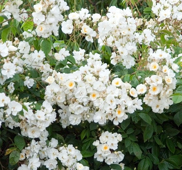 Rosa 'Wedding Day' - Image 3