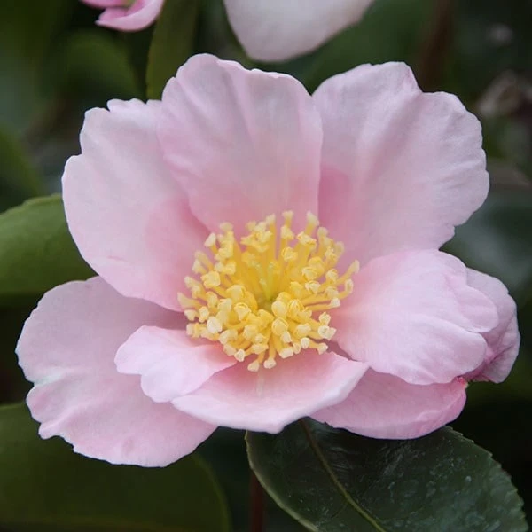 Camellia Sasanqua 'Plantation Pink' - Image 2