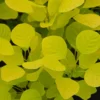 Cotinus Coggygria Golden Spirit ('Ancot') (PBR)