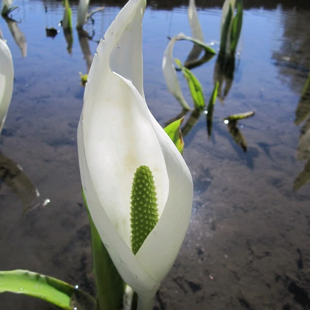 Lysichiton Camtschatcensis - Image 2
