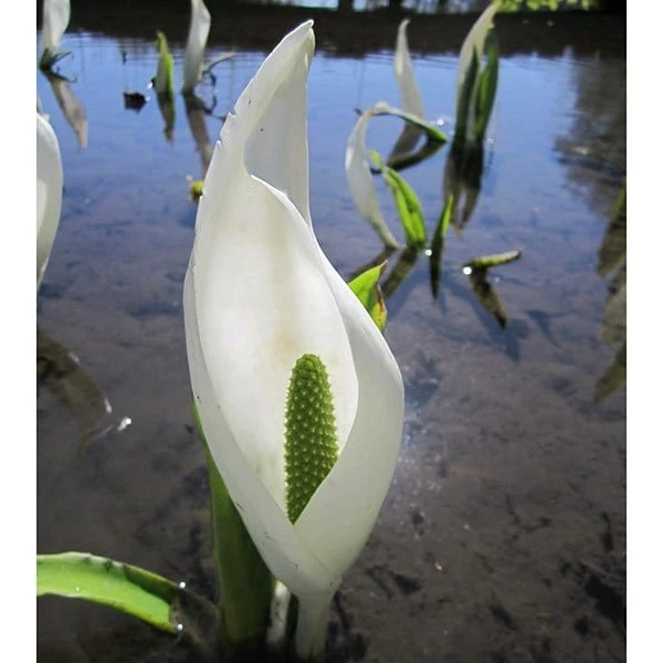 Lysichiton Camtschatcensis - Image 3