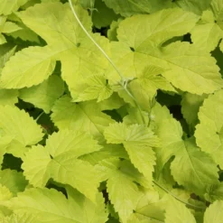 Humulus Lupulus 'Aureus'