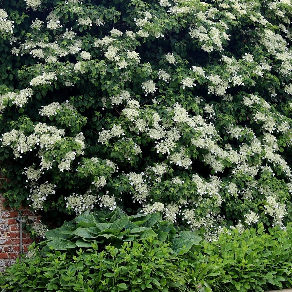 Hydrangea Anomala Subsp. Petiolaris - Image 4