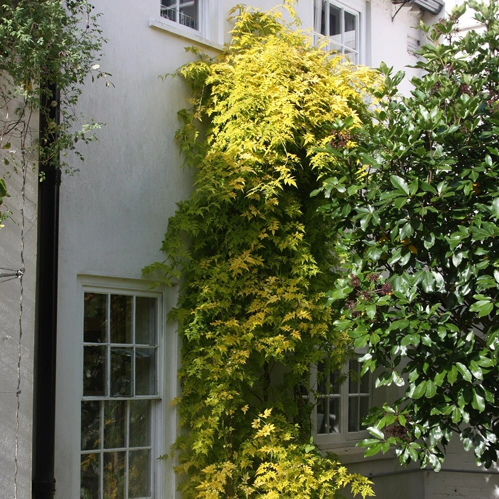 Jasminum Officinale Fiona Sunrise ('Frojas') (PBR) - Image 2