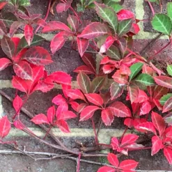 Parthenocissus Henryana