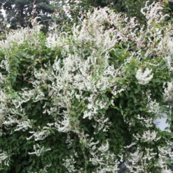 Fallopia Baldschuanica