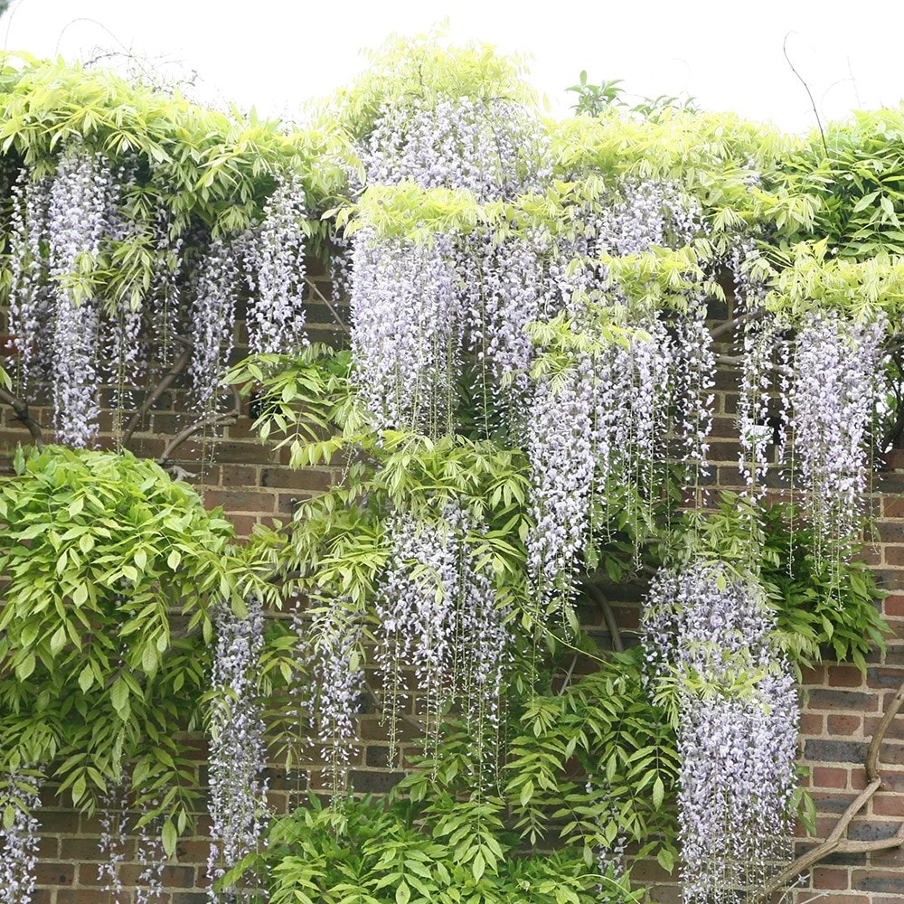 Wisteria Floribunda F. Alba 'Shiro-noda' - Image 2