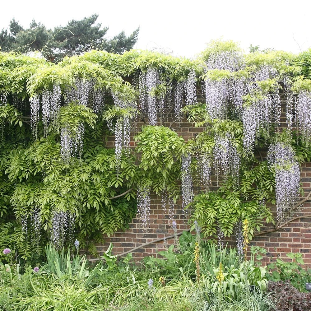 Wisteria Floribunda F. Alba 'Shiro-noda' - Image 3