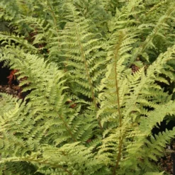Polystichum Setiferum