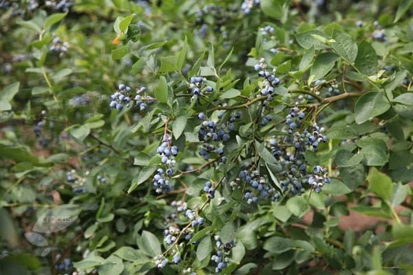 Blueberry 'Bluecrop' - Image 2