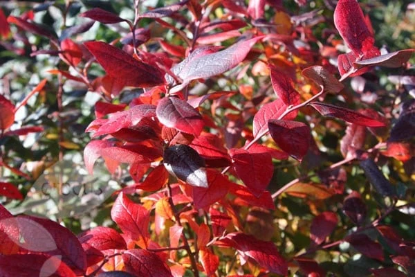 Blueberry 'Bluecrop' - Image 3