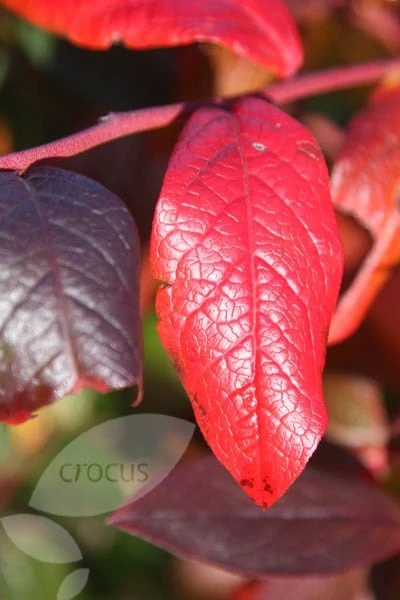 Blueberry 'Bluecrop' - Image 4