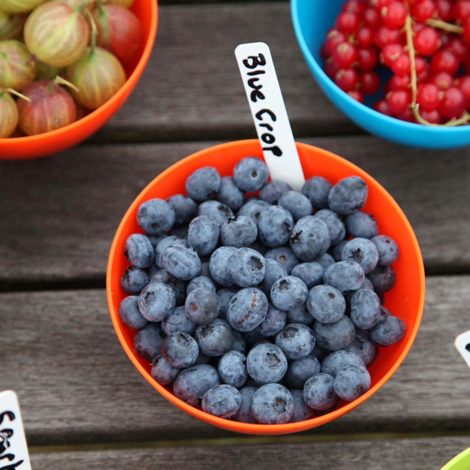 Blueberry 'Bluecrop' - Image 6