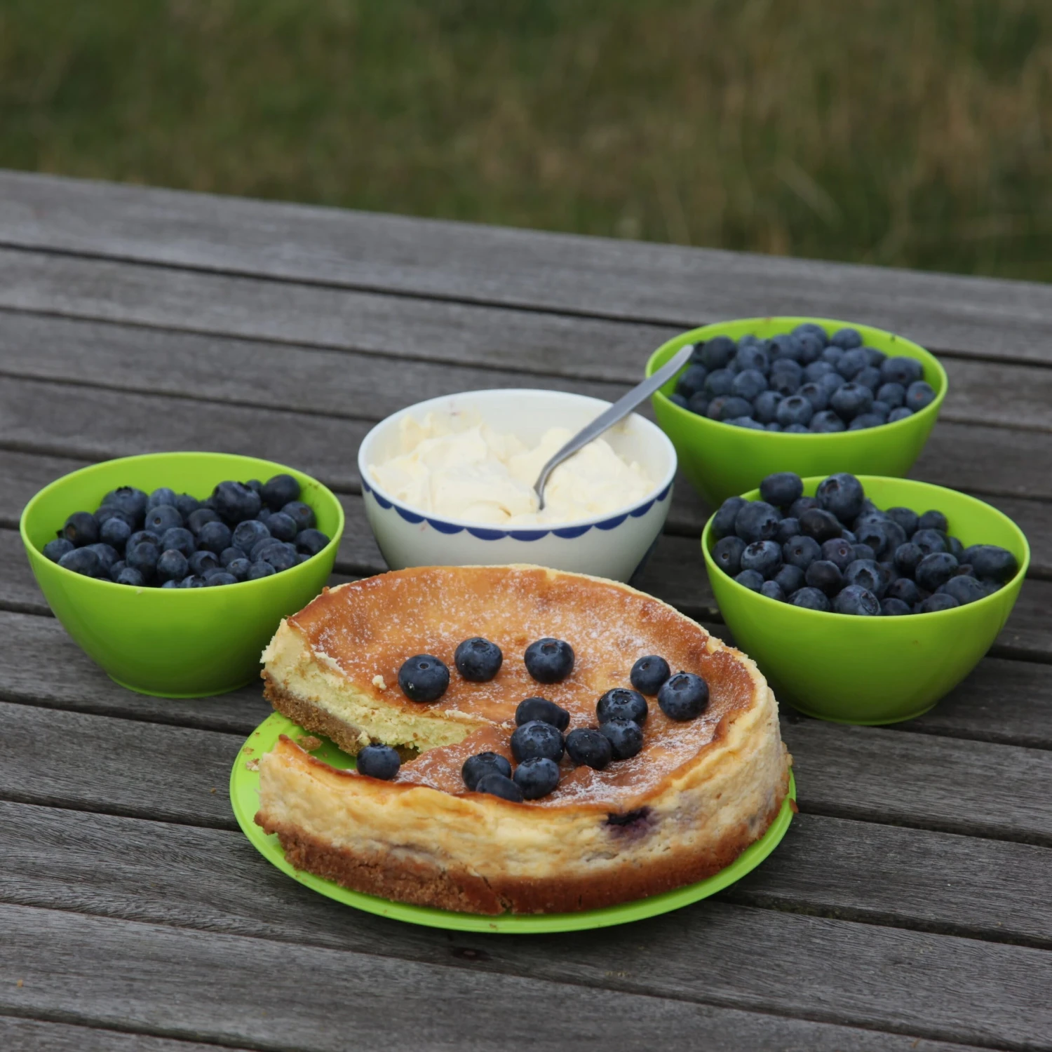 Blueberry 'Bluecrop' - Image 8