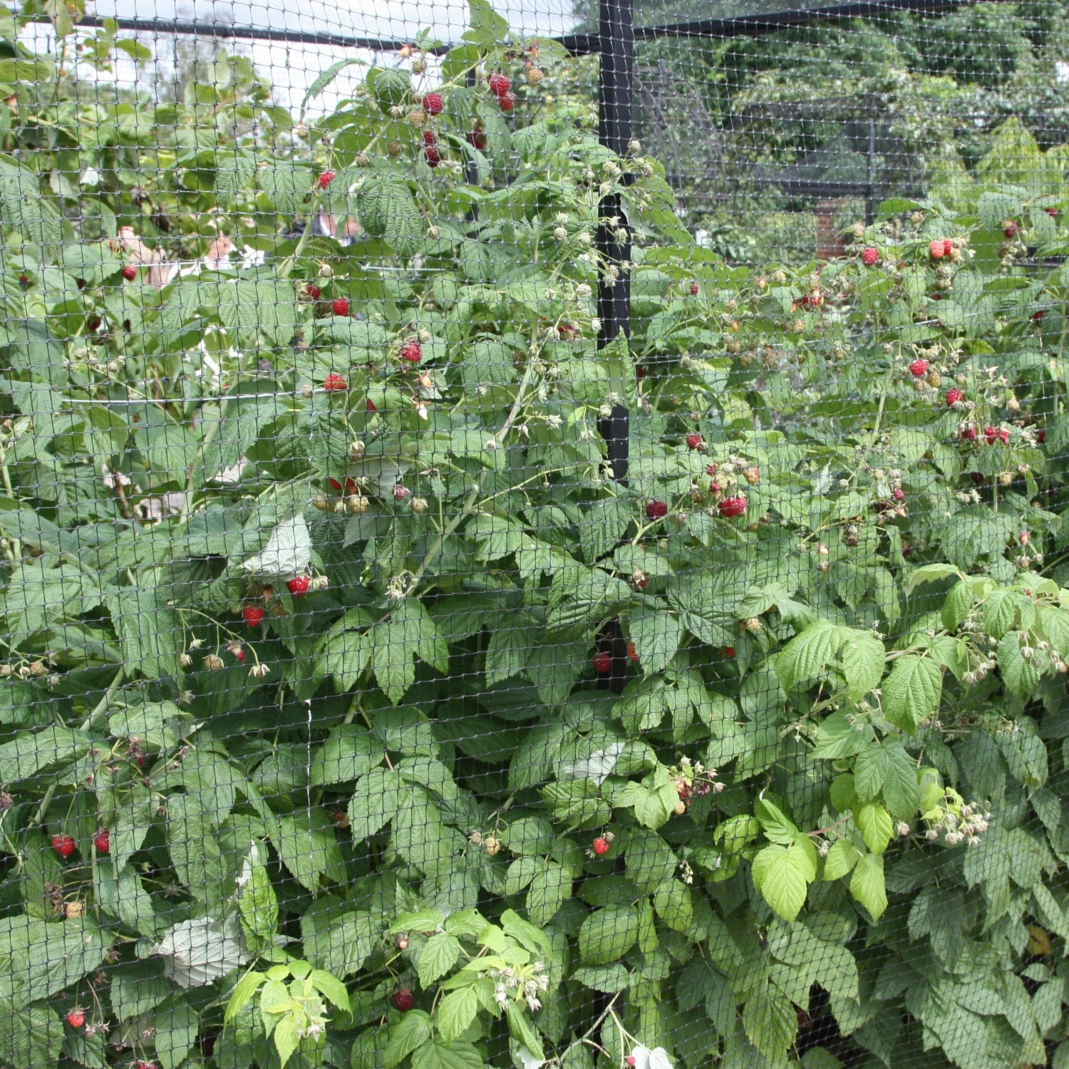 Raspberry 'Autumn Bliss' - Image 4