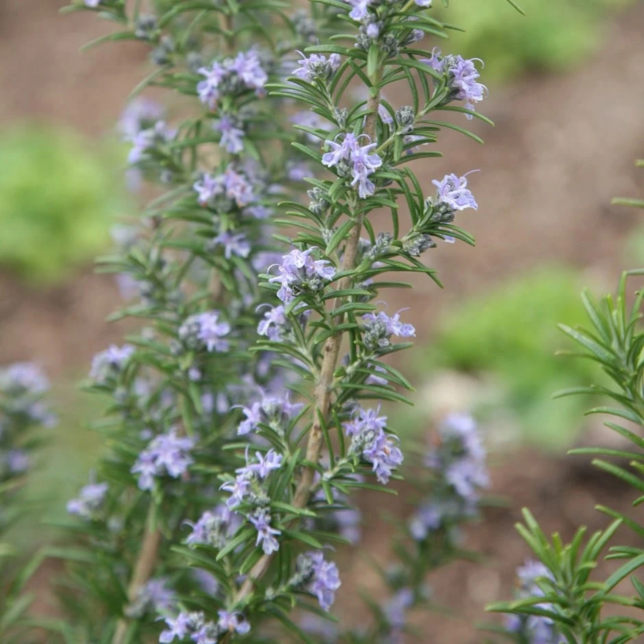 Rosmarinus Officinalis 'Miss Jessopp's Upright'