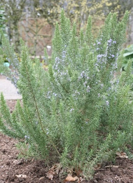 Rosmarinus Officinalis 'Miss Jessopp's Upright' - Image 2