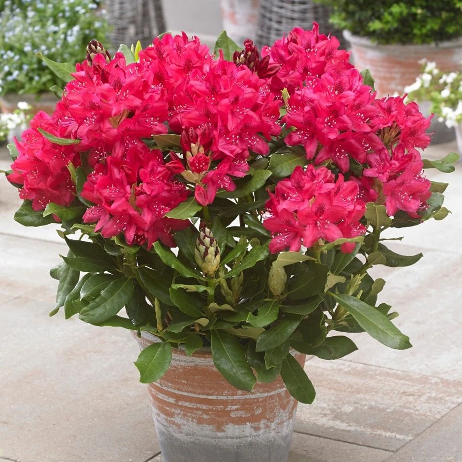 Rhododendron 'Nova Zembla'