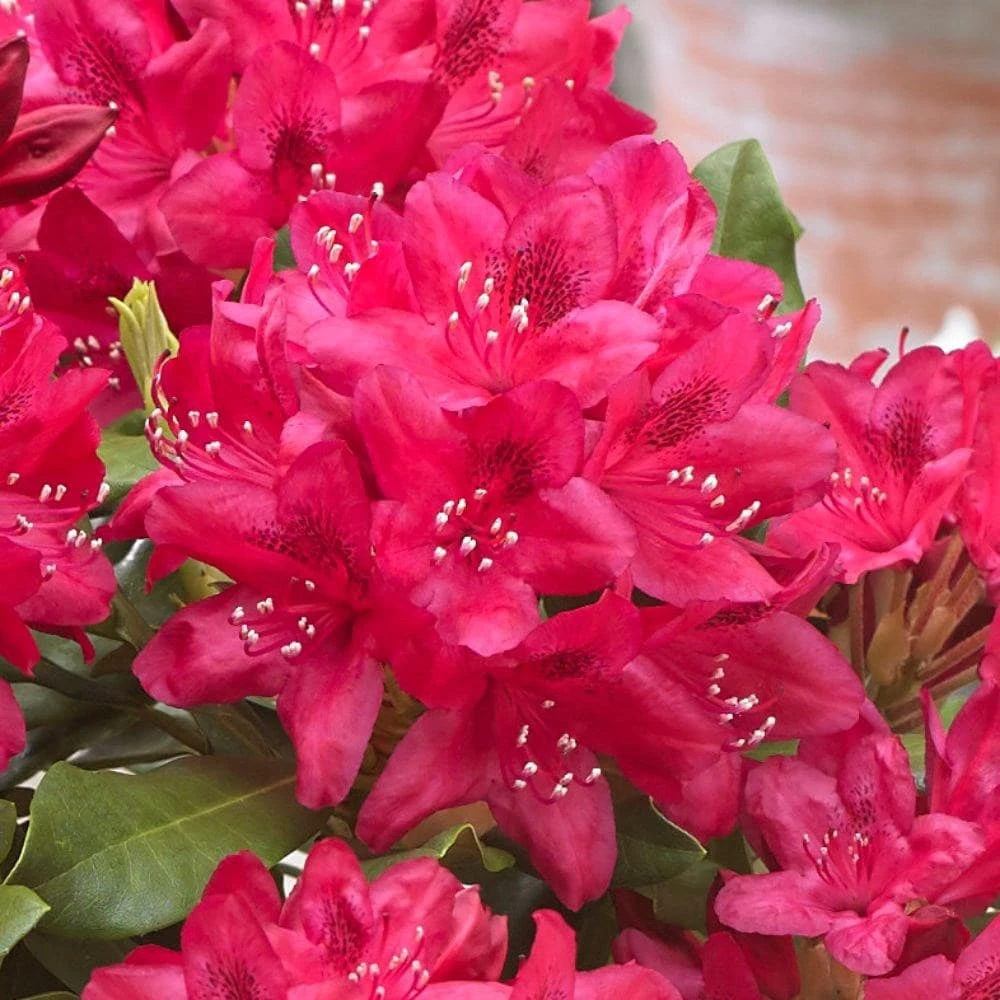 Rhododendron 'Nova Zembla' - Image 2