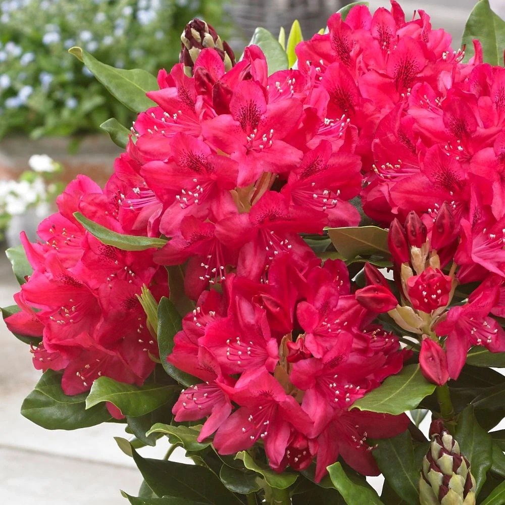 Rhododendron 'Nova Zembla' - Image 3