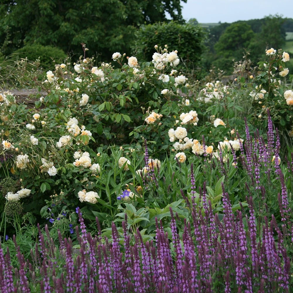 Rosa 'Buff Beauty' - Image 2