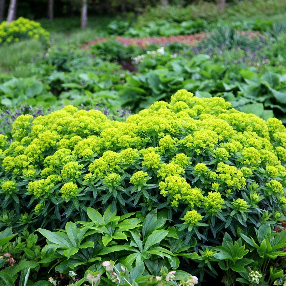 Euphorbia Palustris - Image 2