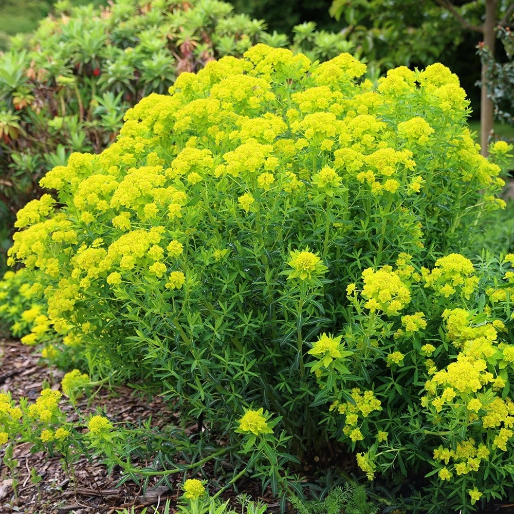 Euphorbia Palustris - Image 5