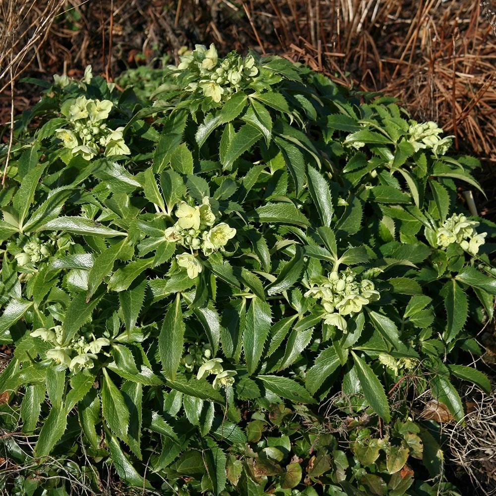 Helleborus Argutifolius - Image 2
