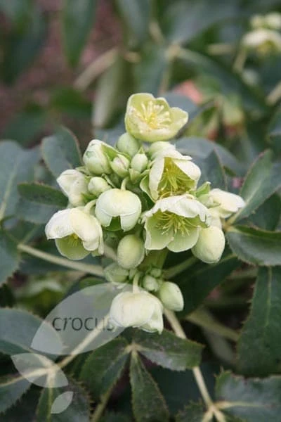 Helleborus Argutifolius - Image 3