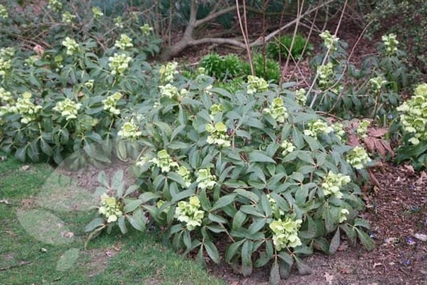 Helleborus Argutifolius - Image 4