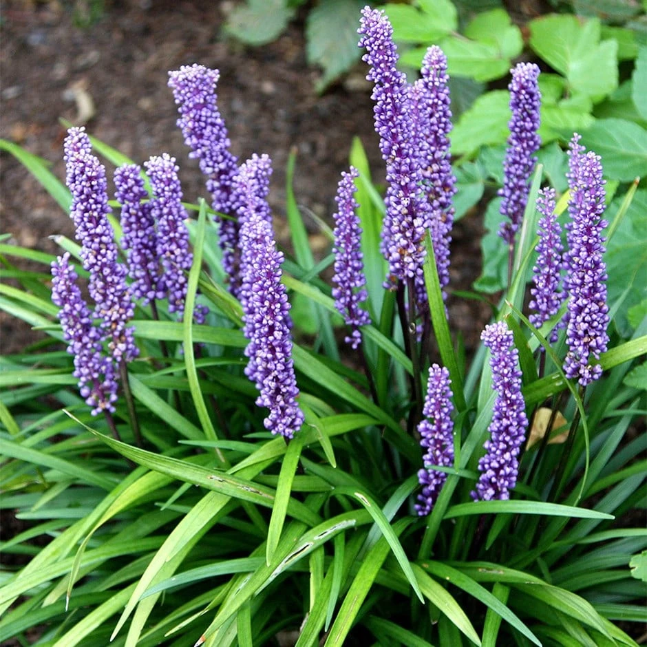 Liriope Muscari