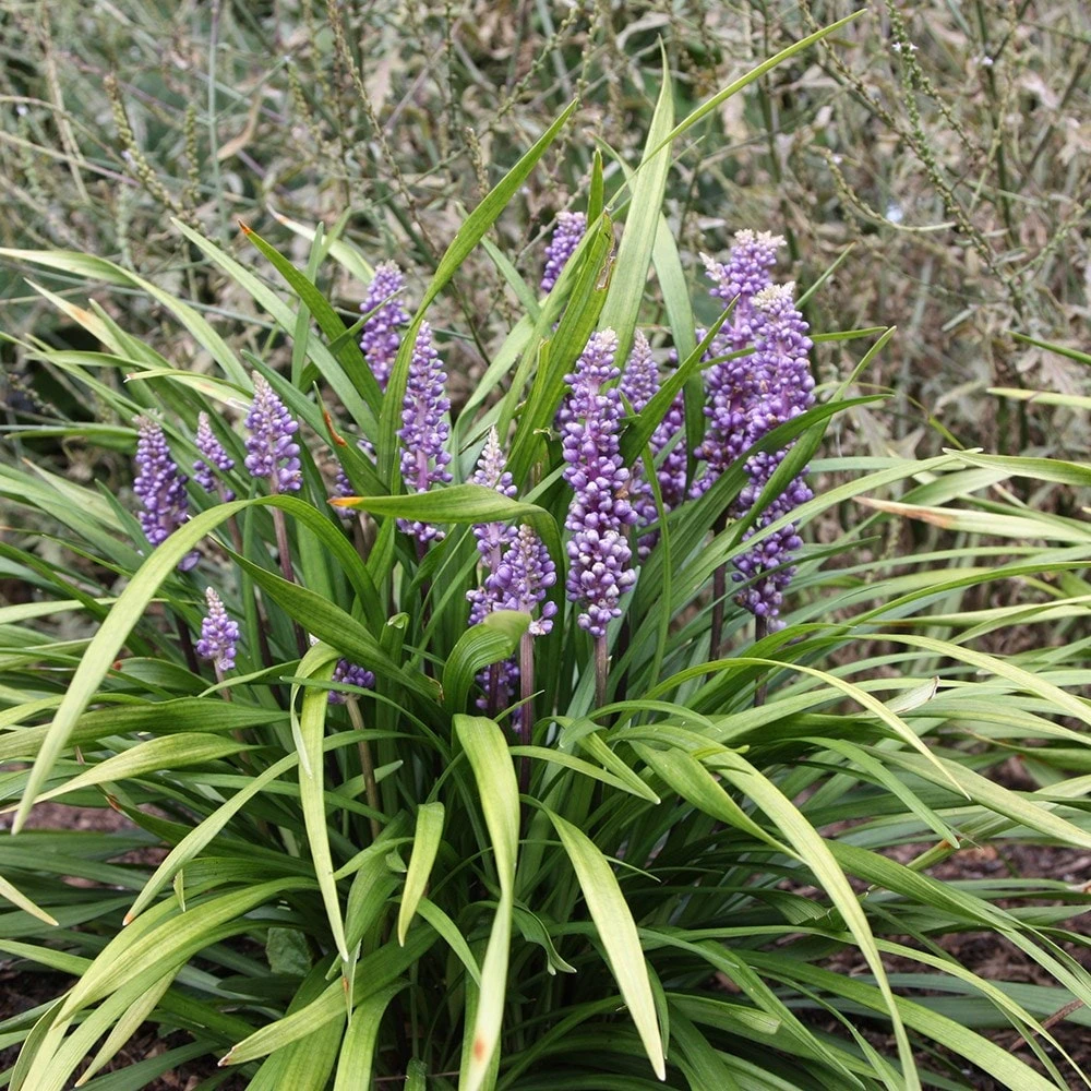 Liriope Muscari - Image 3