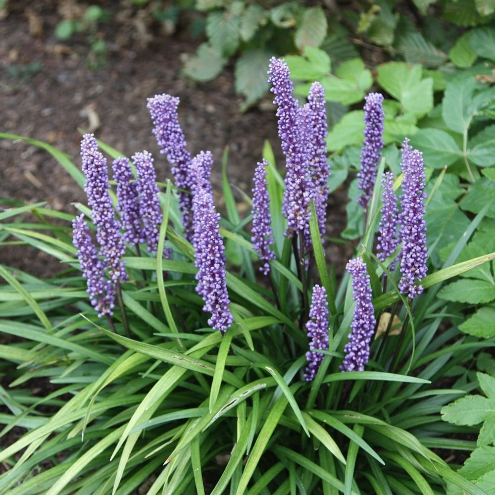 Liriope Muscari - Image 5