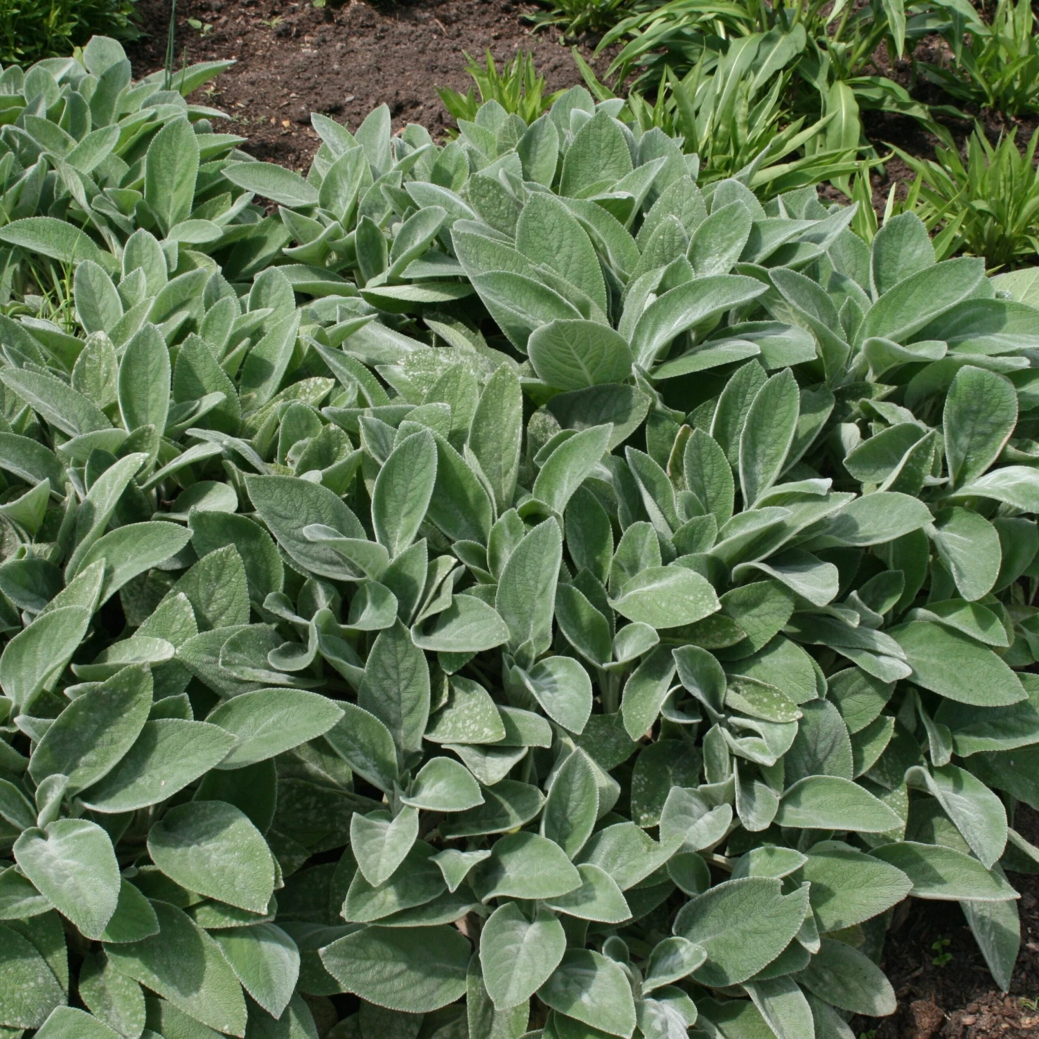 Stachys Byzantina 'Big Ears' - Image 2