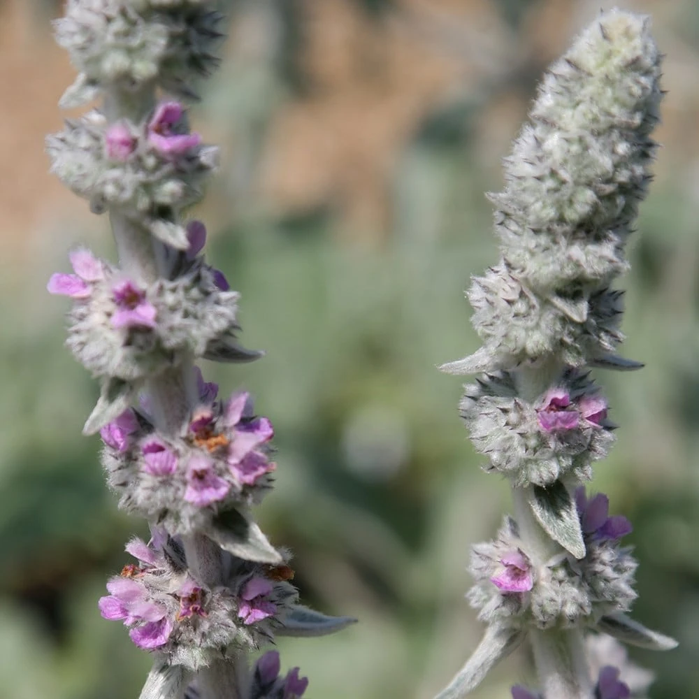 Stachys Byzantina 'Big Ears' - Image 3