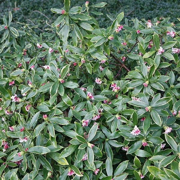 Daphne Odora 'Aureomarginata' - Image 2