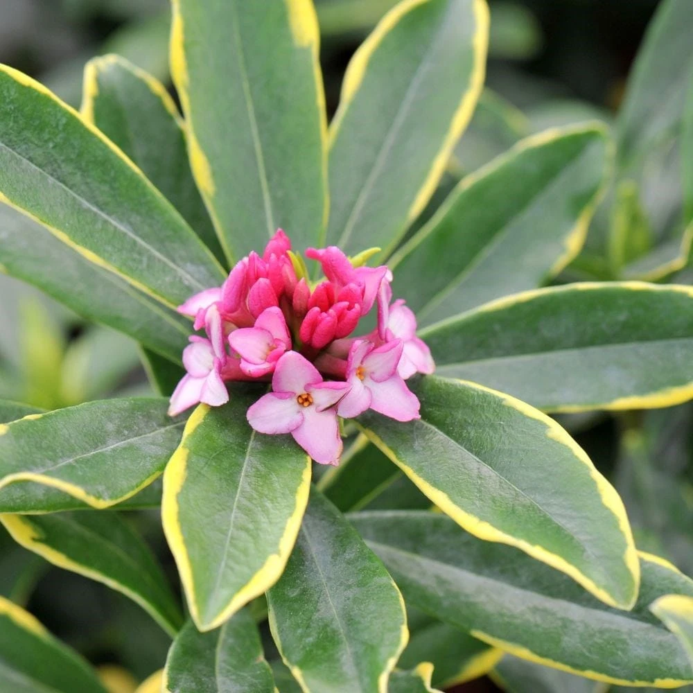 Daphne Odora 'Aureomarginata' - Image 3