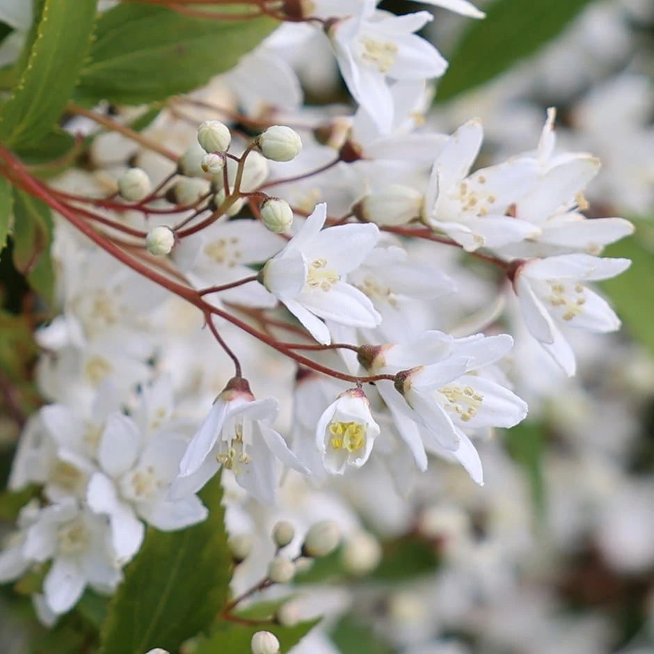 Deutzia Gracilis 'Nikko'