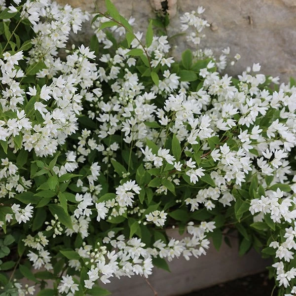 Deutzia Gracilis 'Nikko' - Image 2