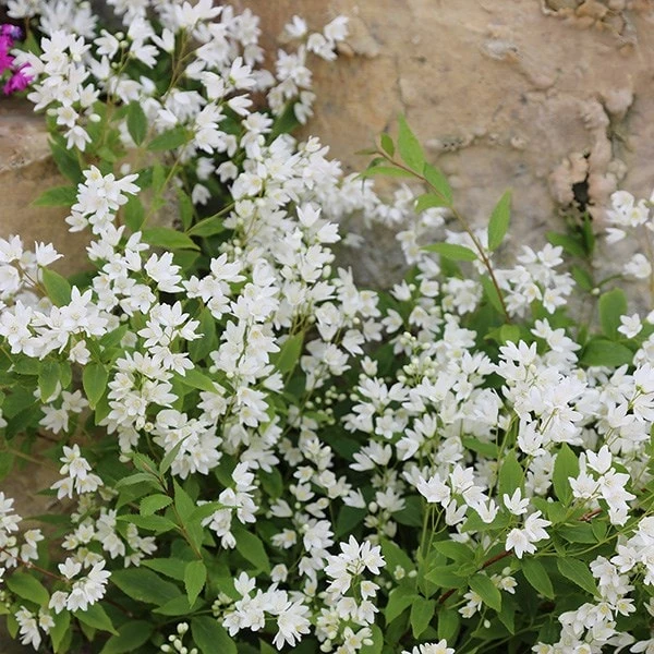 Deutzia Gracilis 'Nikko' - Image 3